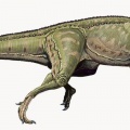 † Ceratosaurus nasicornis<p>(vor etwa 157,3 bis 145 Millionen Jahren)</p>